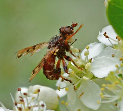 Myopa tessellatipennis